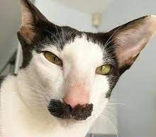 recep - Avatar